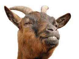 image of a goat